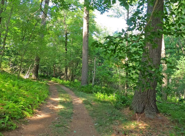 willowdale mountain biking